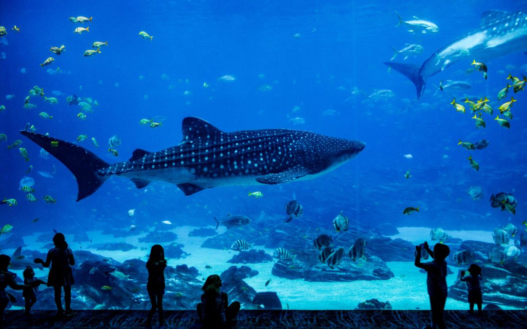 El arte de la creación de acuarios de metacrilato transparente: una ventana hacia el océano en tu propia casa